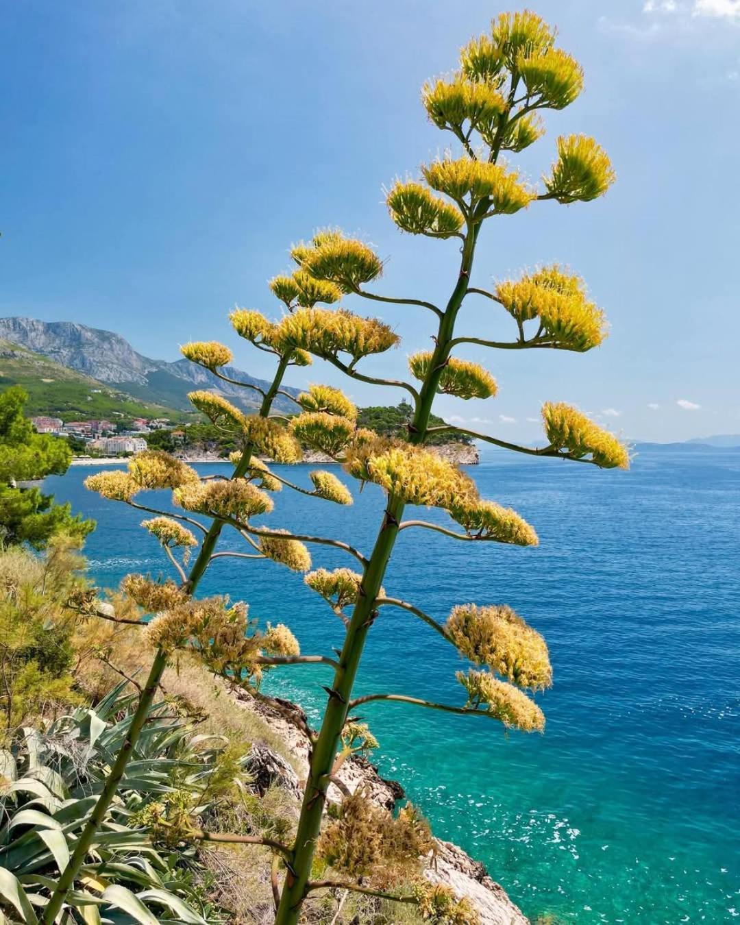 Apartment Villa Mirna Makarska Eksteriør billede