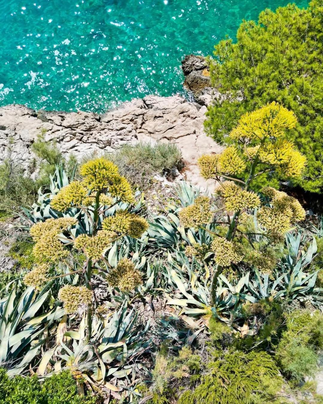 Apartment Villa Mirna Makarska Eksteriør billede