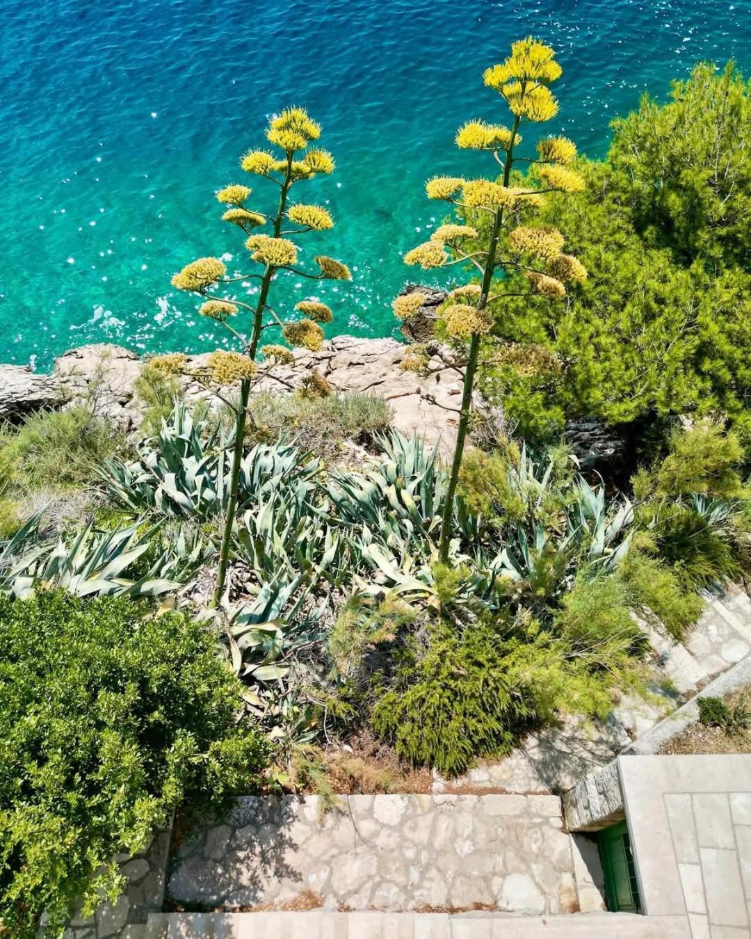 Apartment Villa Mirna Makarska Eksteriør billede